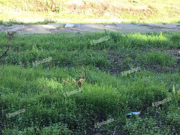 FOTO - A Campo Testaccio è ricresciuta l'erba: fate in fretta 