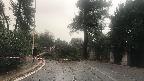 Roma, i danni del maltempo: alberi caduti sul lungotevere e strade bloccate
